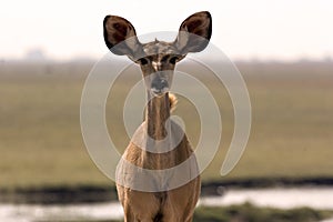 Young Kudu