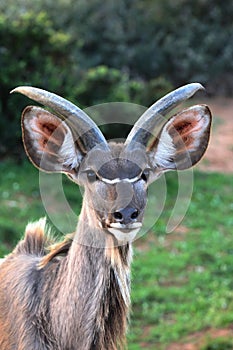 Young Kudu Antelope