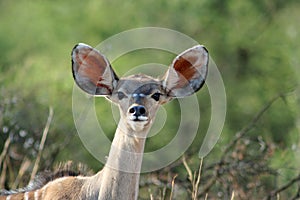 Young Kudu Antelope photo