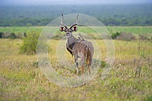 Young Kudu Bull