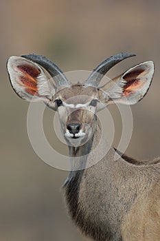 Young Kudu Bull with big ears