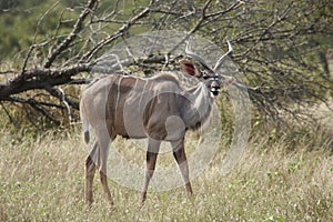 Young Kudu bull in bushveld