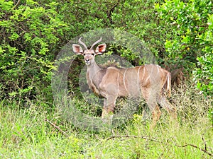 Young Kudu bull