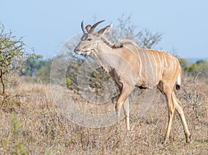 Young Kudu bull in veldt