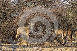 Young Kudu Ewe Under thorny Bushveld Tree