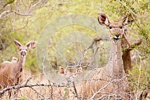 Young Kudu grazing in the wild