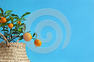 Young kumquat tree with fruits on a blue background