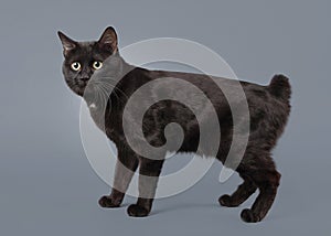 Young Kuril bobtail cat on a gray background