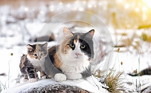 young Kurilian Bobtail and mother