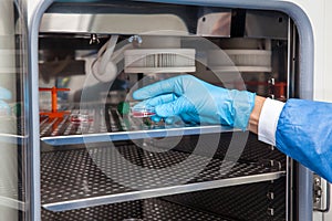 Researcher introducing a petri dish into an incubator