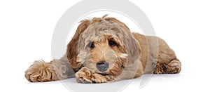 Young Labradoodle dog on white background