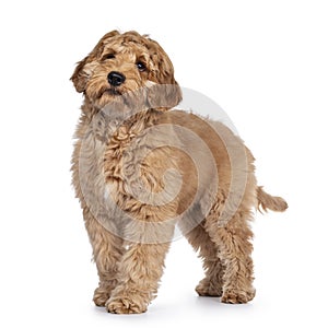 Young Labradoodle dog on white background