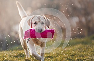 Young labrador