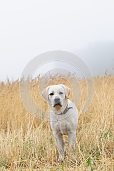 Young labrador dog puppy looking at his owner waiting for signal to play