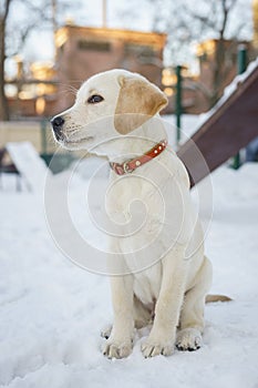 Young labrador observing winter grounds in the nature