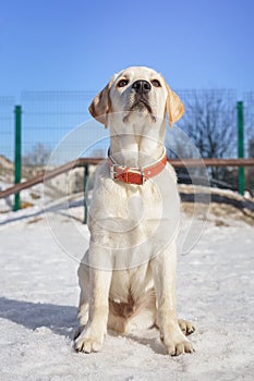 Young labrador observing winter grounds in the nature