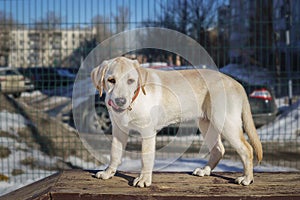 Young labrador observing winter grounds in the nature