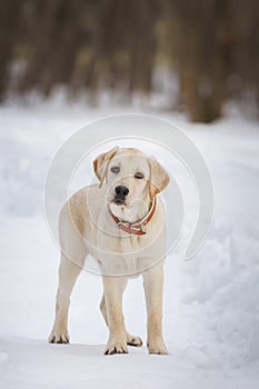 Young labrador observing winter grounds in the nature