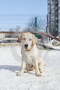 Young labrador observing winter grounds in the nature