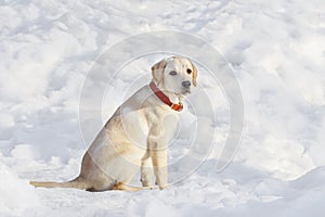 Young labrador observing winter grounds in the nature