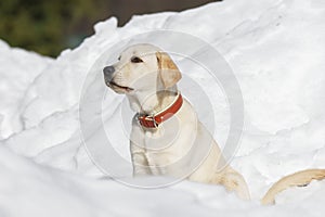 Young labrador observing winter grounds in the nature