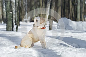 Young labrador observing winter grounds in the nature