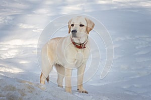 Young labrador observing winter grounds in the nature