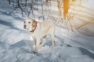 Young labrador observing winter grounds in the nature