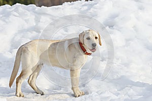 Young labrador observing winter grounds in the nature