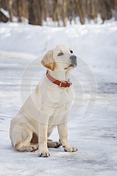 Young labrador observing winter grounds in the nature
