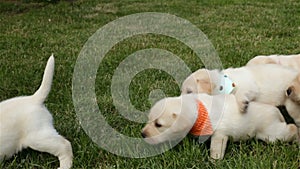 Young labrador puppies sucking milk standing