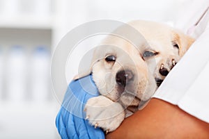 Young labrador puppy dog in the arms of veterinary