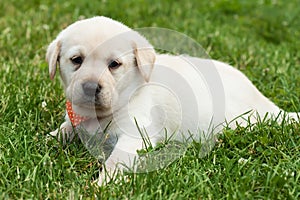 Young labrador puppy dog lying in the grass