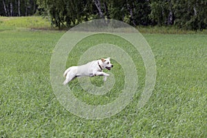 Young Labrador puppy dog playing outside, jumping, walking, running in green meadow.