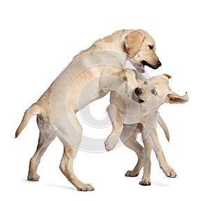 Young Labrador Retriever, 4 months old