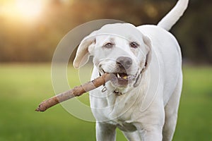 Young Labrador Retriever dog playing with stick