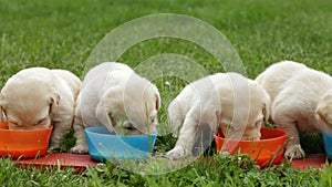 Young labrador retriever puppies eating from their bowls