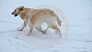 Young labrador retriever teasing her mother running in the snow