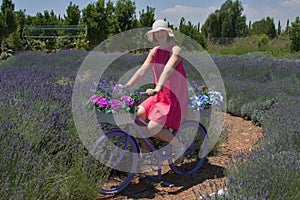 Young lady cycling in lavender garden