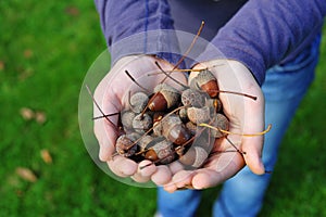 Young lady hands carrying fresh acorns