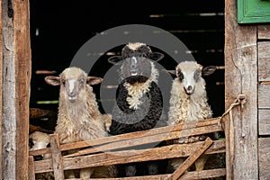 Young lamb in the barn at the farm in the country side of Romania