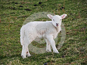 Young Lamb photo