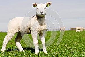 Young lamb with copy space