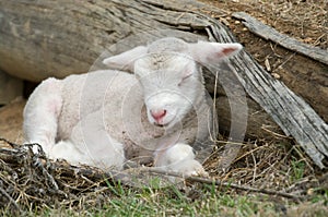 Young lamb on the farm