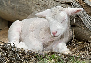 Young lamb on the farm