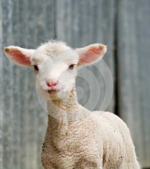 Young lamb on the farm