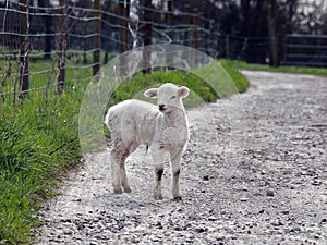 Young Lamb on a farm pathway