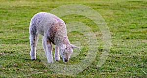 Young Lamb in field smelling / eating the grass