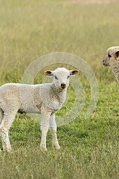 A young lamb on the green field in the Peruvian highlands in the afternoon