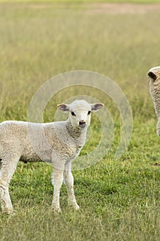 A young lamb on the green field in the Peruvian highlands in the afternoon